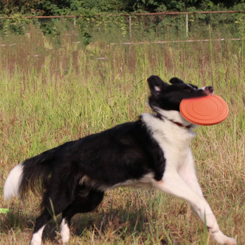 내구성이 뛰어나고 찢어지지 않는 애완동물용 플라잉 디스 - Flying Disc Dog Training Toy 리뷰 및 가격