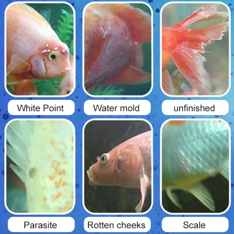 시케잔 어류 질병 치료 및 질소화 세균 |   담수/해 - Aquarium 리뷰 및 가격